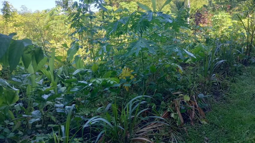 Syntropic Agroforestry Plot