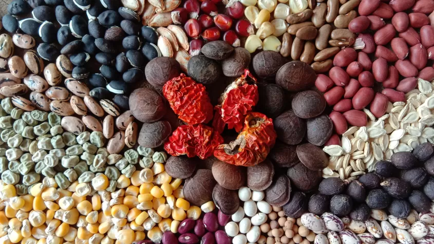 Seed Banking