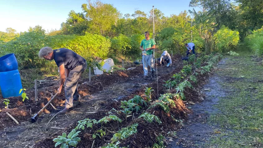 Planting