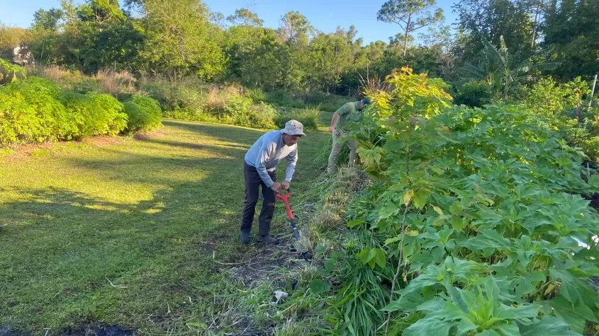 Collecting grasses