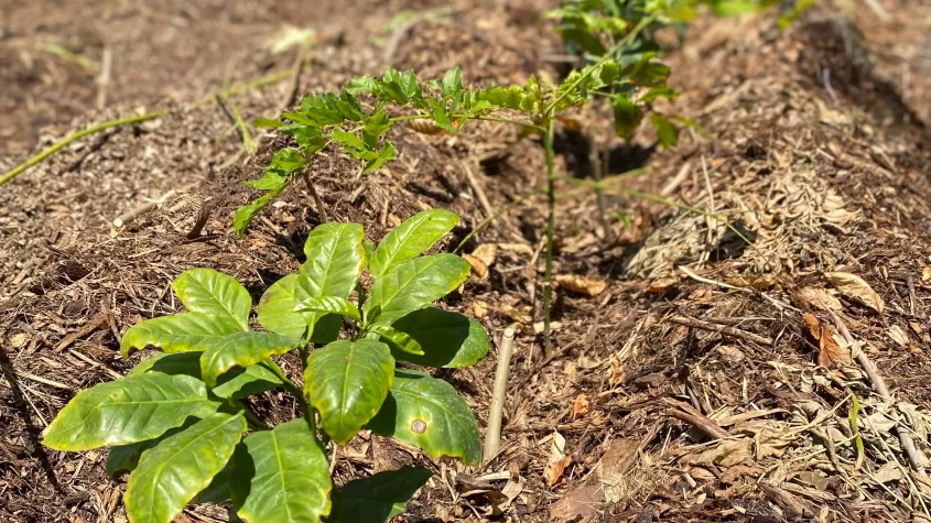 Young Syn. Agroforestry System