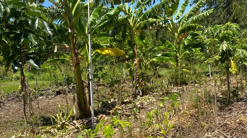 Young Syn. Agroforestry System