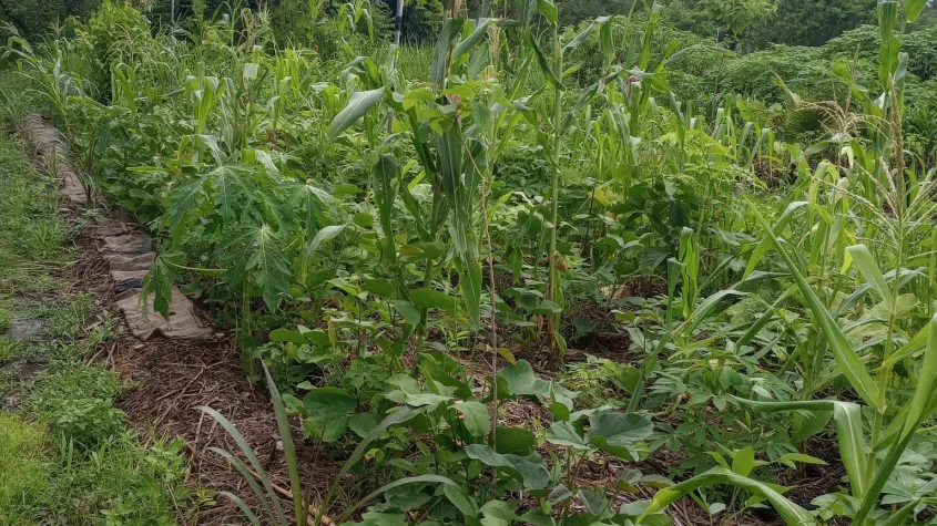 Growing System