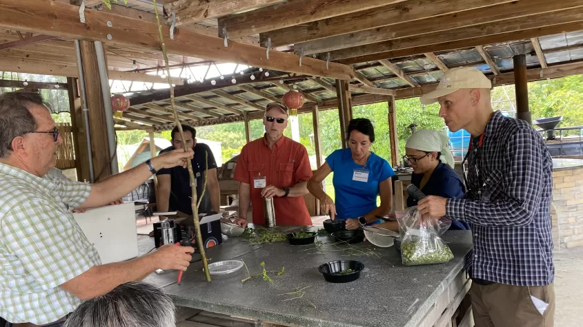 Making Moringa Powder