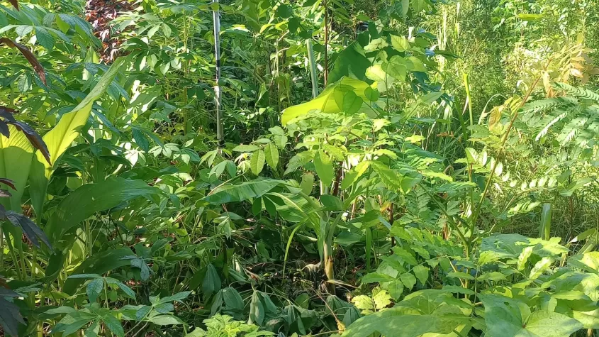 Syn. Agroforestry System Growth