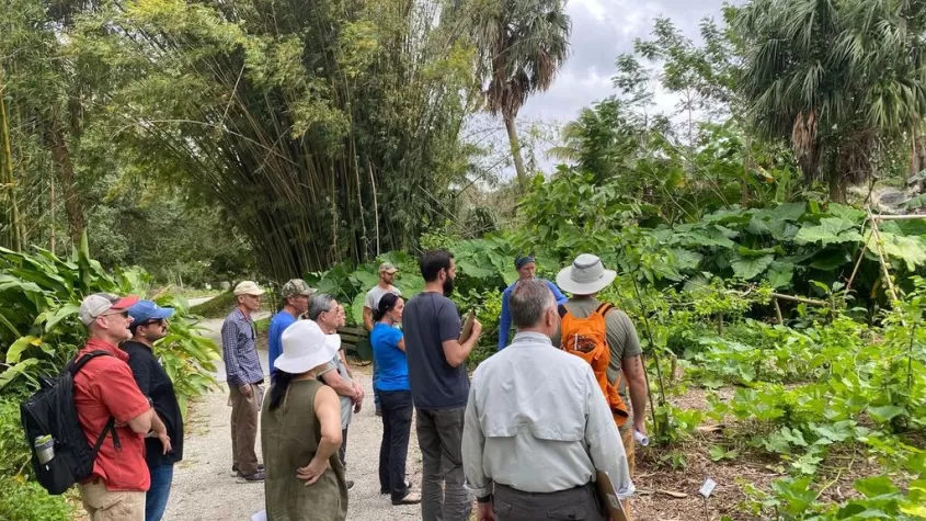 Syntropic Agroforestry