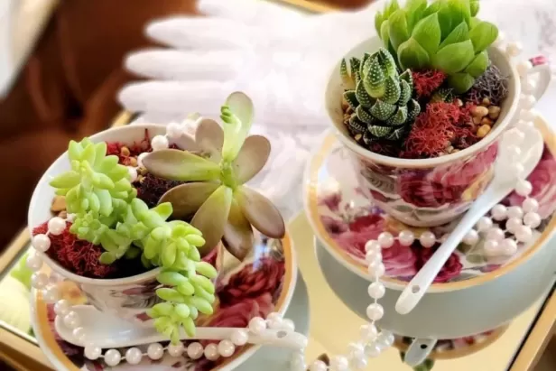 tea cups with stones and succulents planted in them
